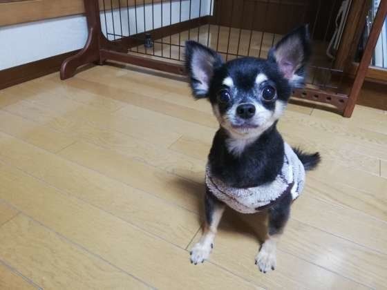 服を着た黒いチワワ