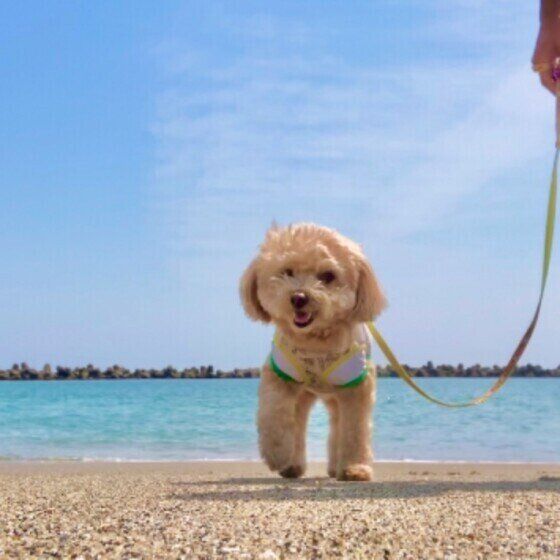 Ｍｉｘのチョコくん