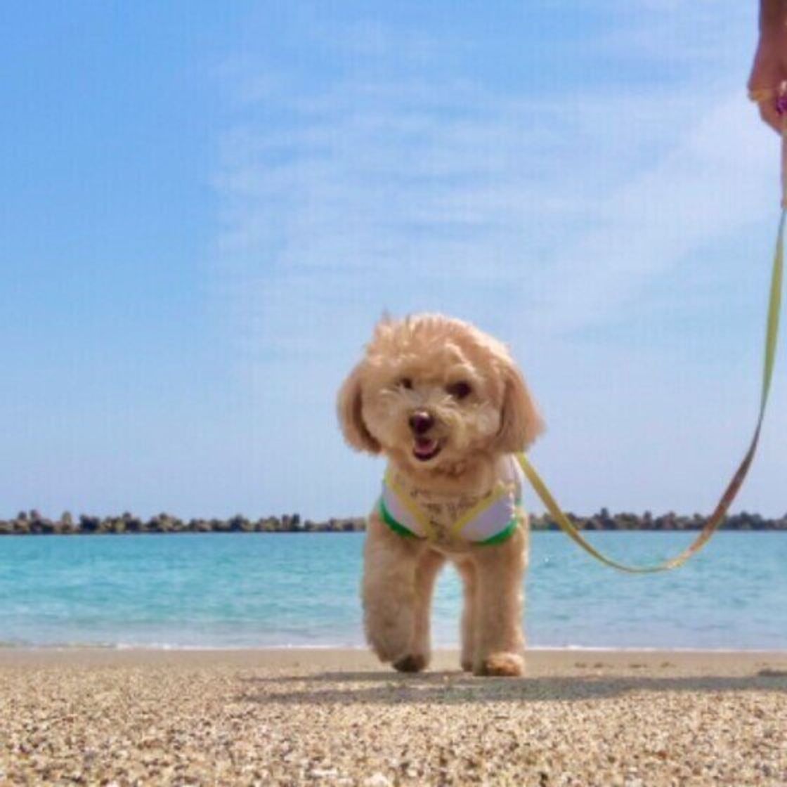 犬の口臭の原因って 歯磨き以外にできる口臭ケアとは いぬのきもちweb Magazine 犬の口臭の原因って 歯磨き以外にできる口臭ケアとは いぬのきもちweb Magazine