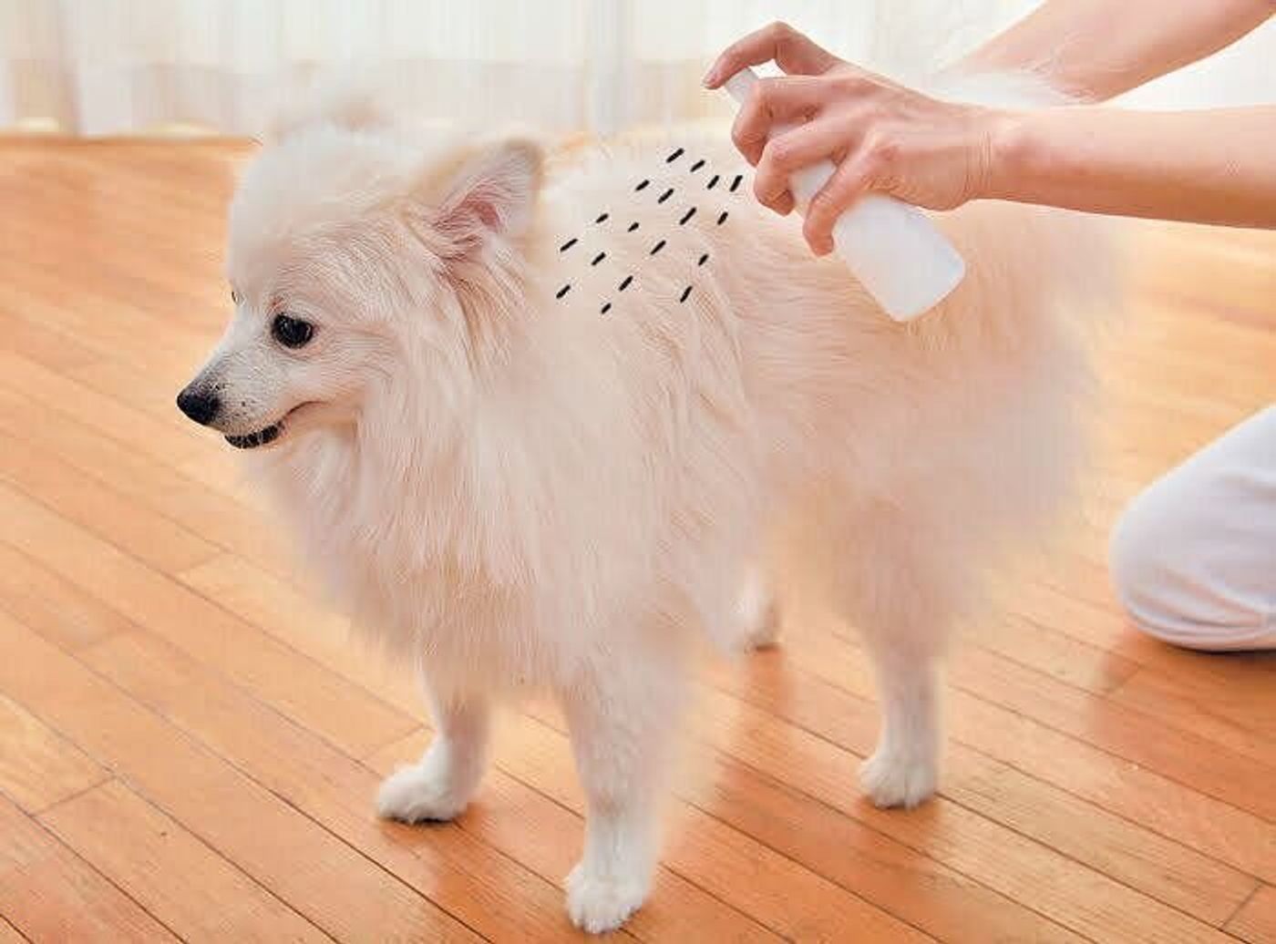 暑い夏 犬の散歩を快適にするために 前後にやるべき 愛犬のお手入れ4つ いぬのきもちweb Magazine 暑い夏 犬の散歩を快適にするために 前後にやるべき 愛犬のお手入れ4つ いぬのきもちweb Magazine