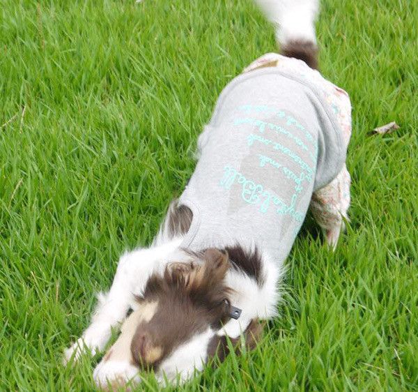 スリスリするチワワ