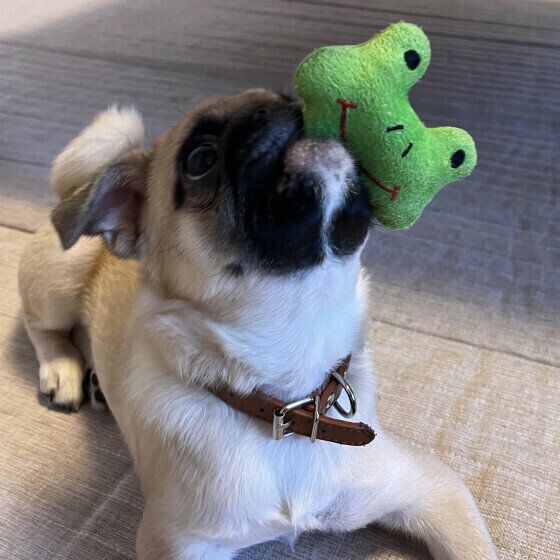 カエルのおもちゃがお気に入りのRaLaちゃん