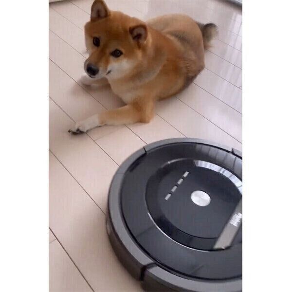 眠りたいぽんずさんと、お掃除をしたいルンバ