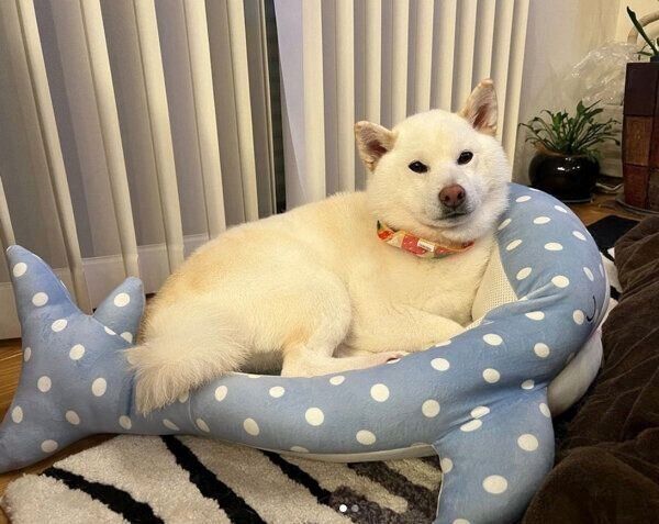 くつろぐしらたまちゃん