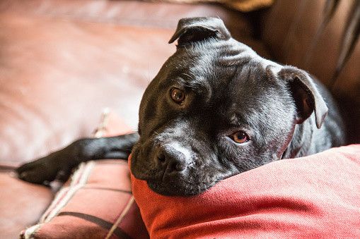 スタッフォードシャー・ブル・テリア