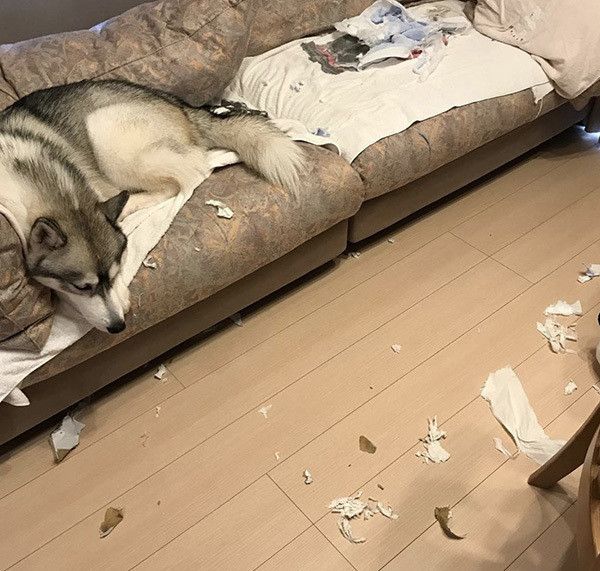 イタズラするシベリアン・ハスキー