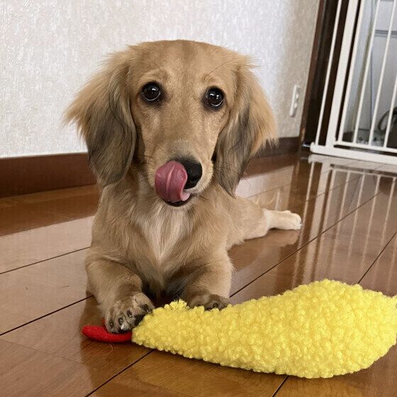 舌を出すミニチュア・ダックスフンド