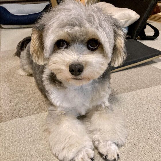 MIXのジョリィちゃん