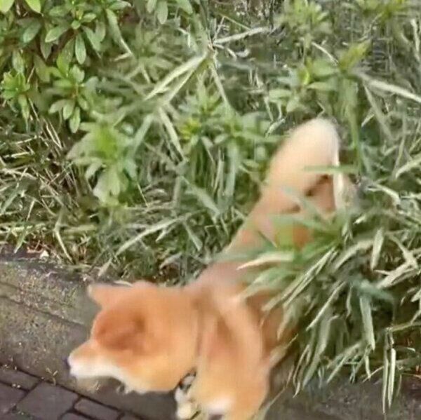 散歩中にボールを見つけてくるエマちゃん