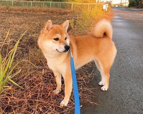 お散歩するつむちゃん