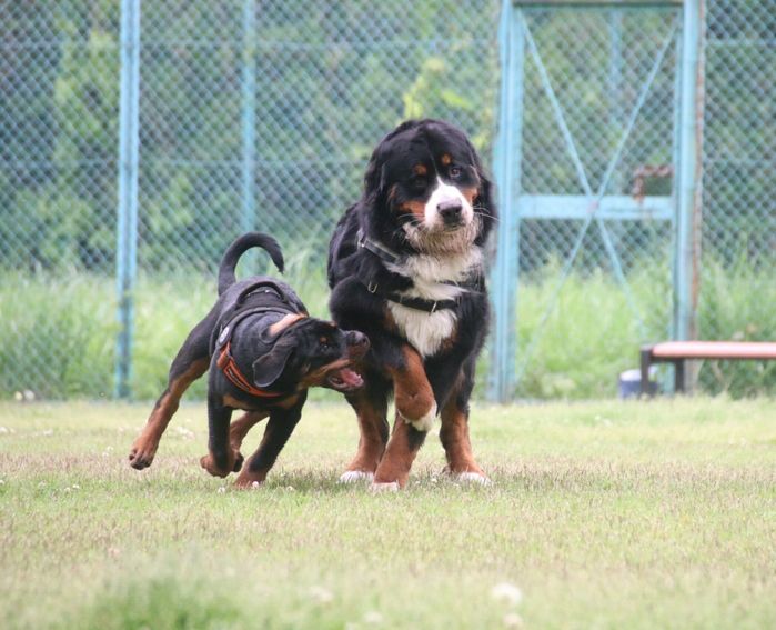 仲良しなセドリックくん、タイカンくん