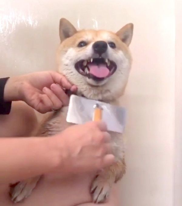 お風呂に入る豆柴