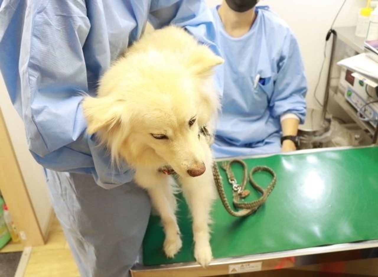 久しぶりの大福のお出かけが 穴澤賢の犬のはなし いぬのきもちweb Magazine 久しぶりの大福のお出かけが 穴澤賢の犬のはなし いぬのきもちweb Magazine