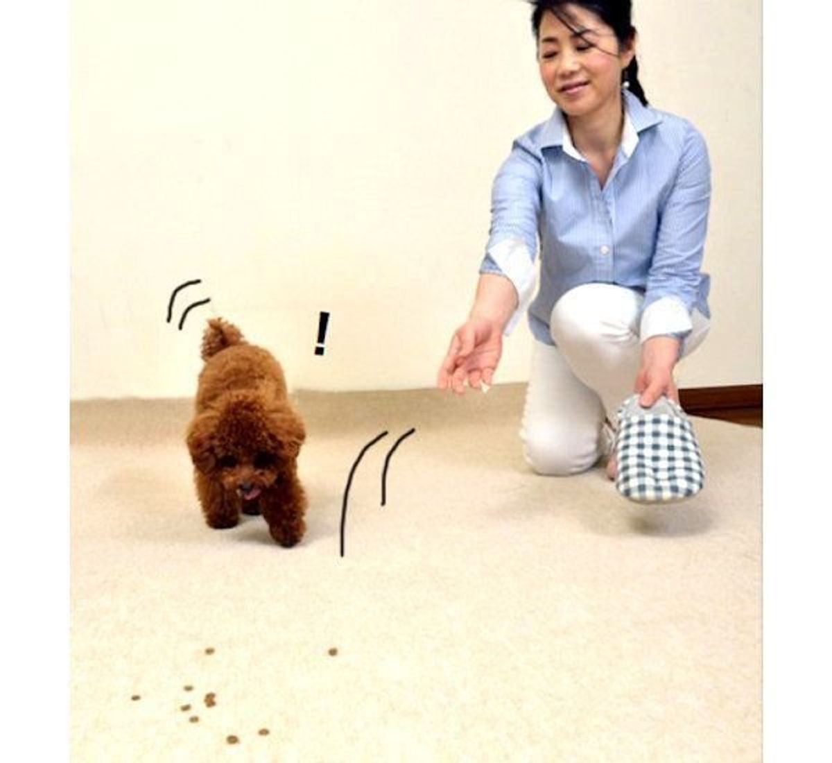 おねだり行動対策 イタズラ 要求 飛びつき はじめてしつけコンプリートドリル Vol 08 いぬのきもちweb Magazine おねだり行動対策 イタズラ 要求 飛びつき はじめてしつけコンプリートドリル Vol 08 いぬのきもちweb Magazine