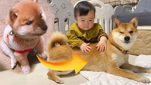手のひらサイズだった柴犬の子犬が今では…成長ムービーに感動する人続出!|いぬのきもちWEB MAGAZINE 手のひらサイズだった柴犬の子犬が今では…成長ムービーに感動する人続出!|いぬのきもちWEB MAGAZINE