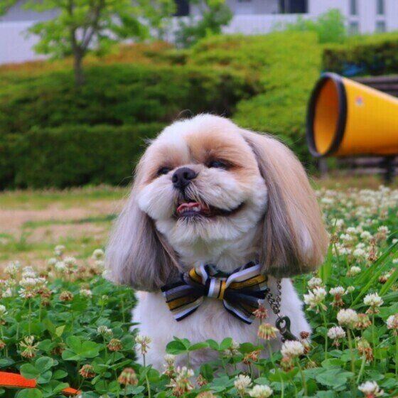 犬がセミを食べる理由と対処法 愛犬がセミを食べたらどうすればいいの？ いぬのきもち