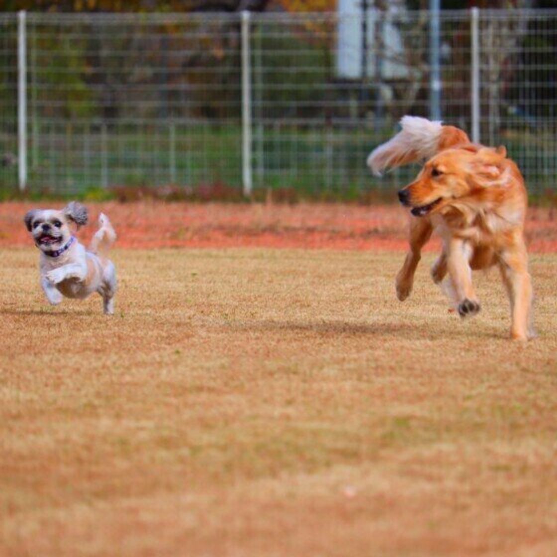 ドッグランでの Goodマナー Badマナー ほかの犬や飼い主さんへの心配りも いぬのきもちweb Magazine ドッグランでの Goodマナー Badマナー ほかの犬や飼い主さんへの心配りも いぬのきもちweb Magazine