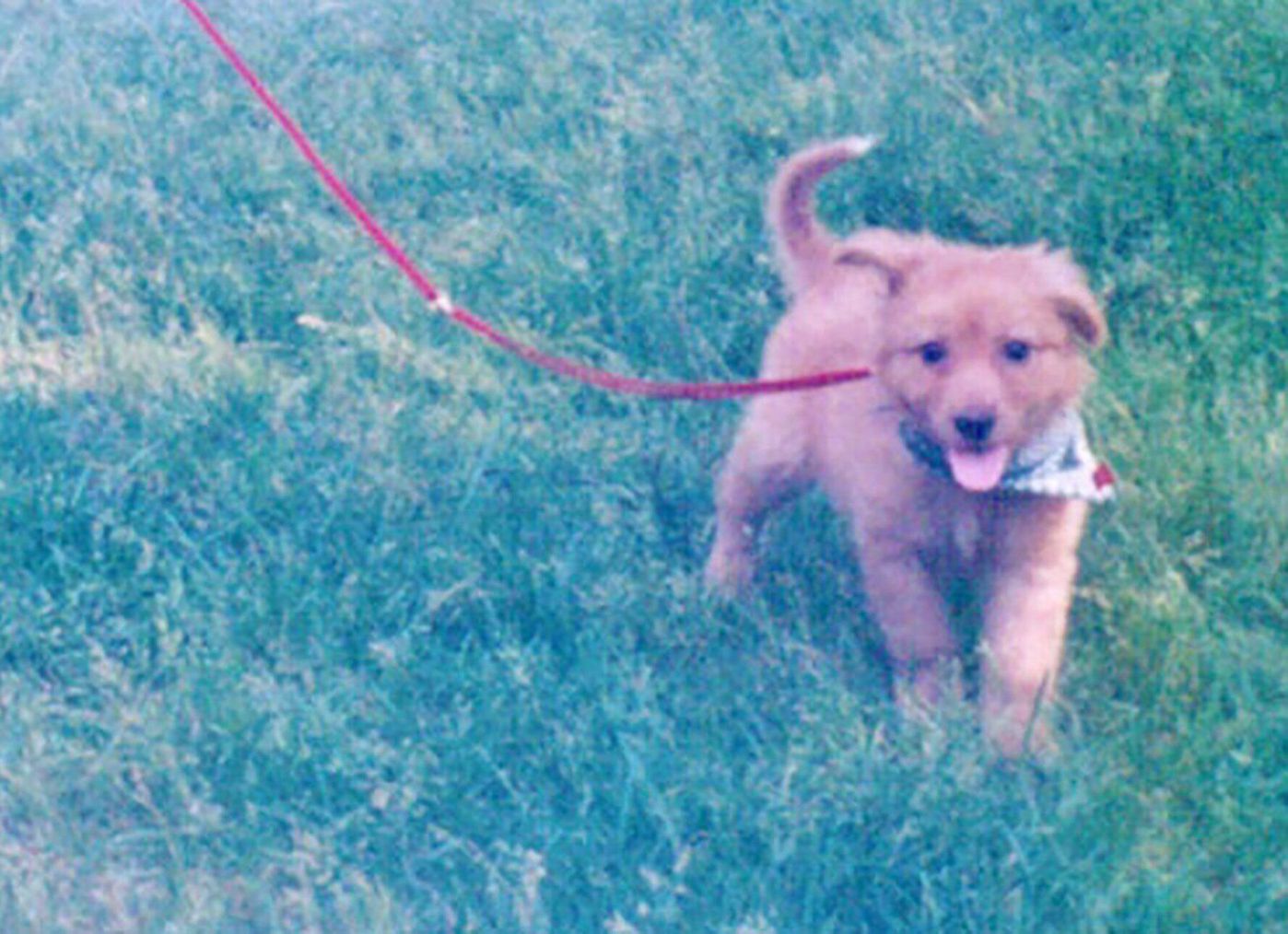 室内トイレの教え方 連載 西川文二の 犬ってホントは Vol 53 いぬのきもちweb Magazine 室内トイレの教え方 連載 西川文二の 犬ってホントは Vol 53 いぬのきもちweb Magazine