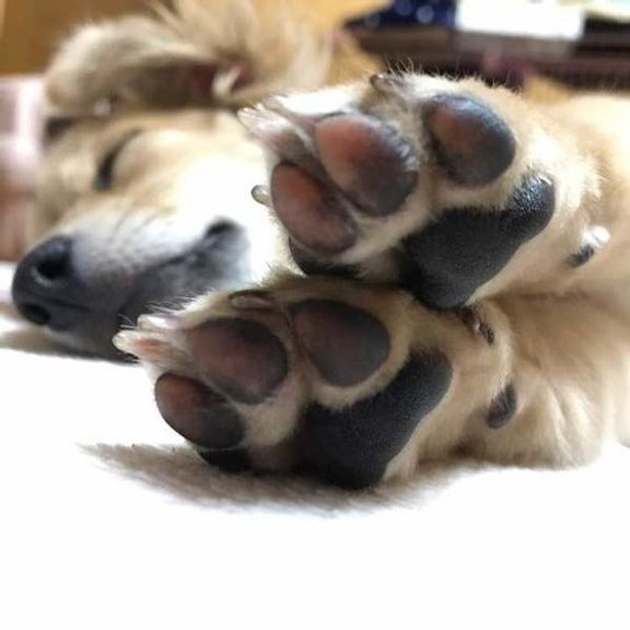 MIX犬の足の裏