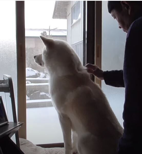 ブラッシング中の秋田犬