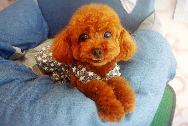 見つめるトイ･プードル