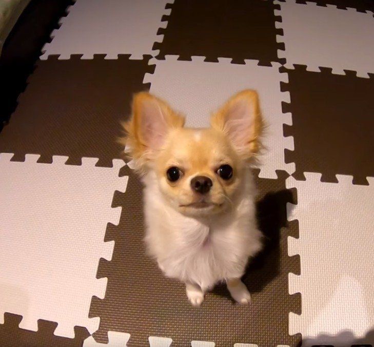 チワワのみるくちゃん