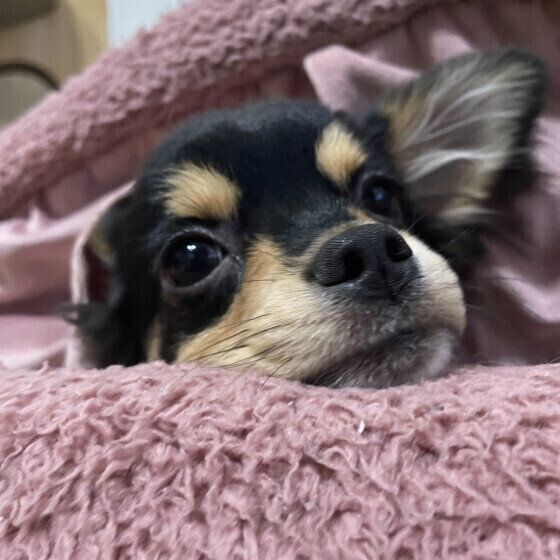 犬を迎える前に相談できる場所がある？ 「飼う前相談」のメリット いぬのきもち