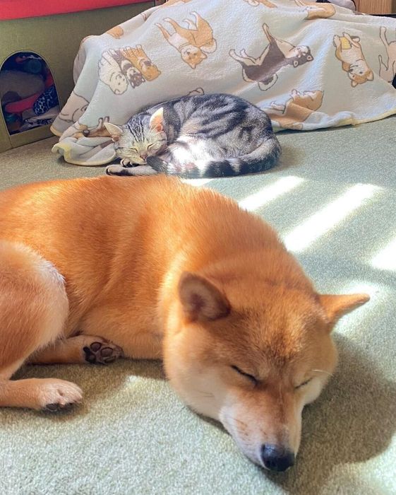 2匹でお昼寝中?