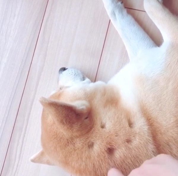 くつろぐHaluくん