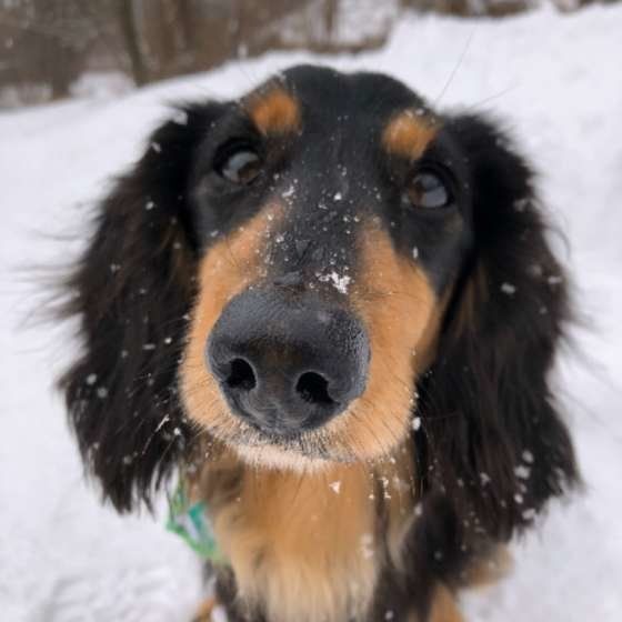 Mダックス・チップくん・雪遊び