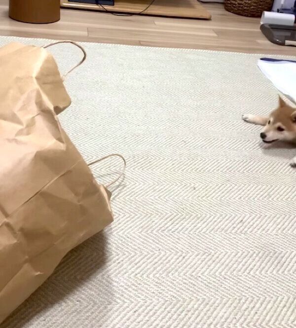 紙袋に向かって威嚇するゴン太くん