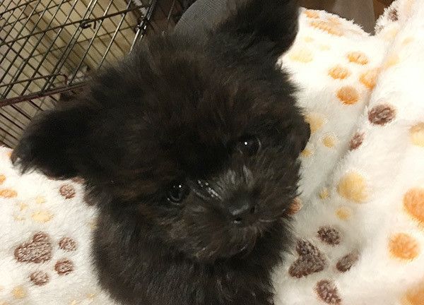 見つめるポメラニアン