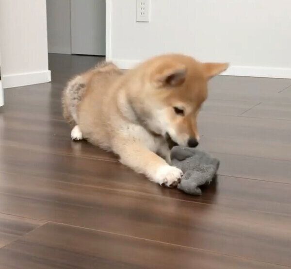 靴下を盗む子犬時代の味噌ちゃん