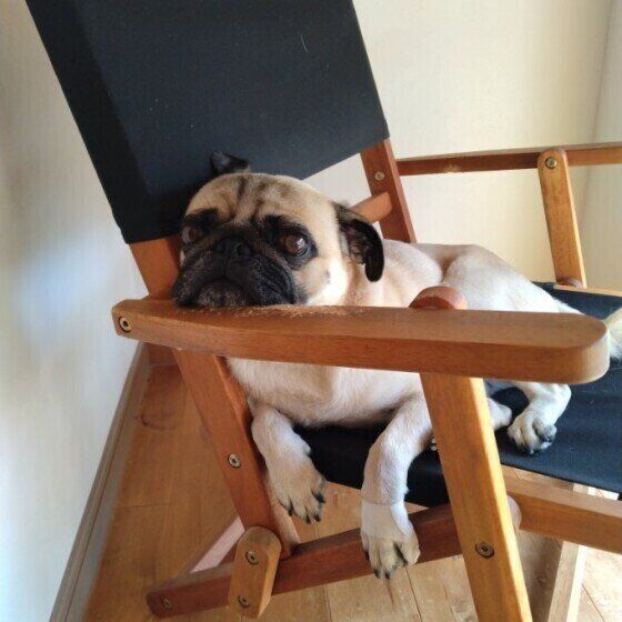 パグのトトちゃん