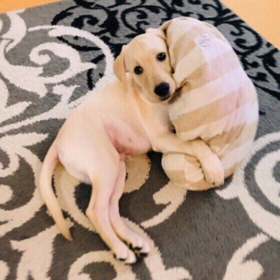 大型犬と暮らす時に気を付ける住環境のポイント いぬのきもち