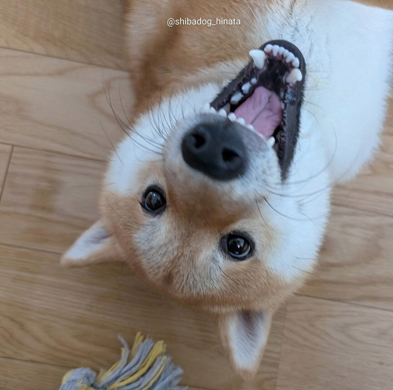 表情豊かなひなたくん