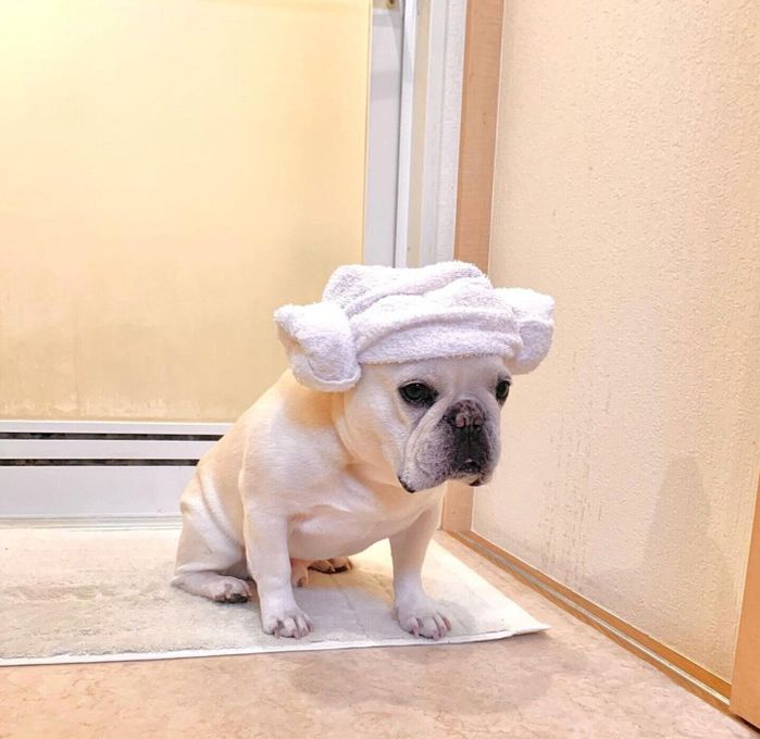 甘えん坊なエルモくん、飼い主さんのことが大好き!