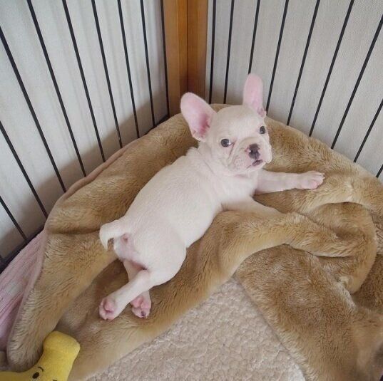 フレンチ・ブルドッグのヒメちゃん