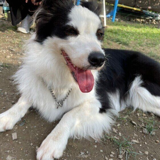 伏せをするボーダー・コリー