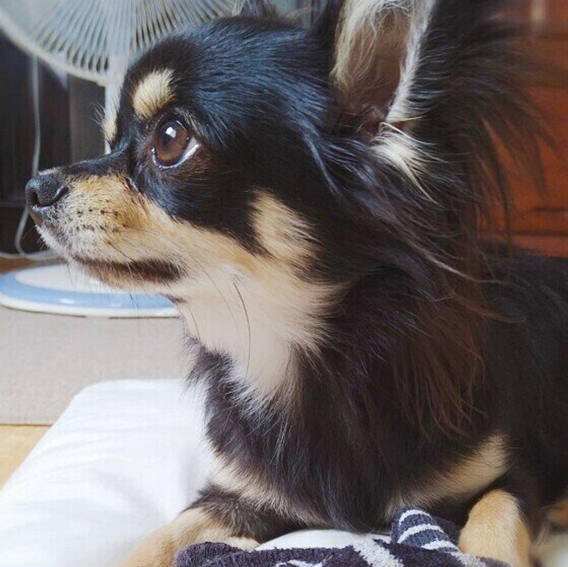 犬の疫力低下の原因 免疫力維持の秘訣は 愛犬の体調を整えよう いぬのきもちweb Magazine 犬の疫力低下の原因 免疫力維持の秘訣は 愛犬の体調を整えよう いぬのきもちweb Magazine