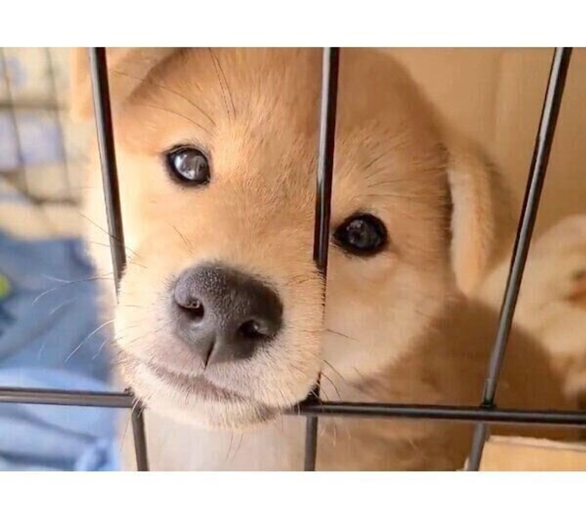 柴犬の バブちゃん時代 のかわいさが反則級 生後半年の成長ビフォーアフターに悶絶 いぬのきもちweb Magazine 柴犬の バブちゃん時代 のかわいさが反則級 生後半年の成長ビフォーアフターに悶絶 いぬのきもちweb Magazine