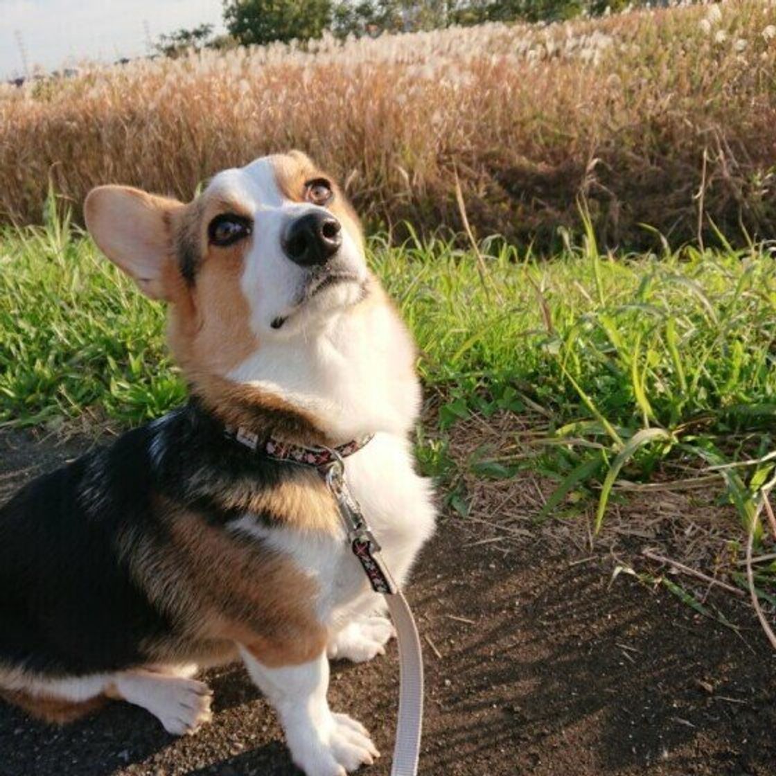 犬によって肉球のニオイが違う理由 食べ物や住環境が影響する いぬのきもちweb Magazine 犬によって肉球のニオイが違う理由 食べ物や住環境が影響する いぬのきもちweb Magazine