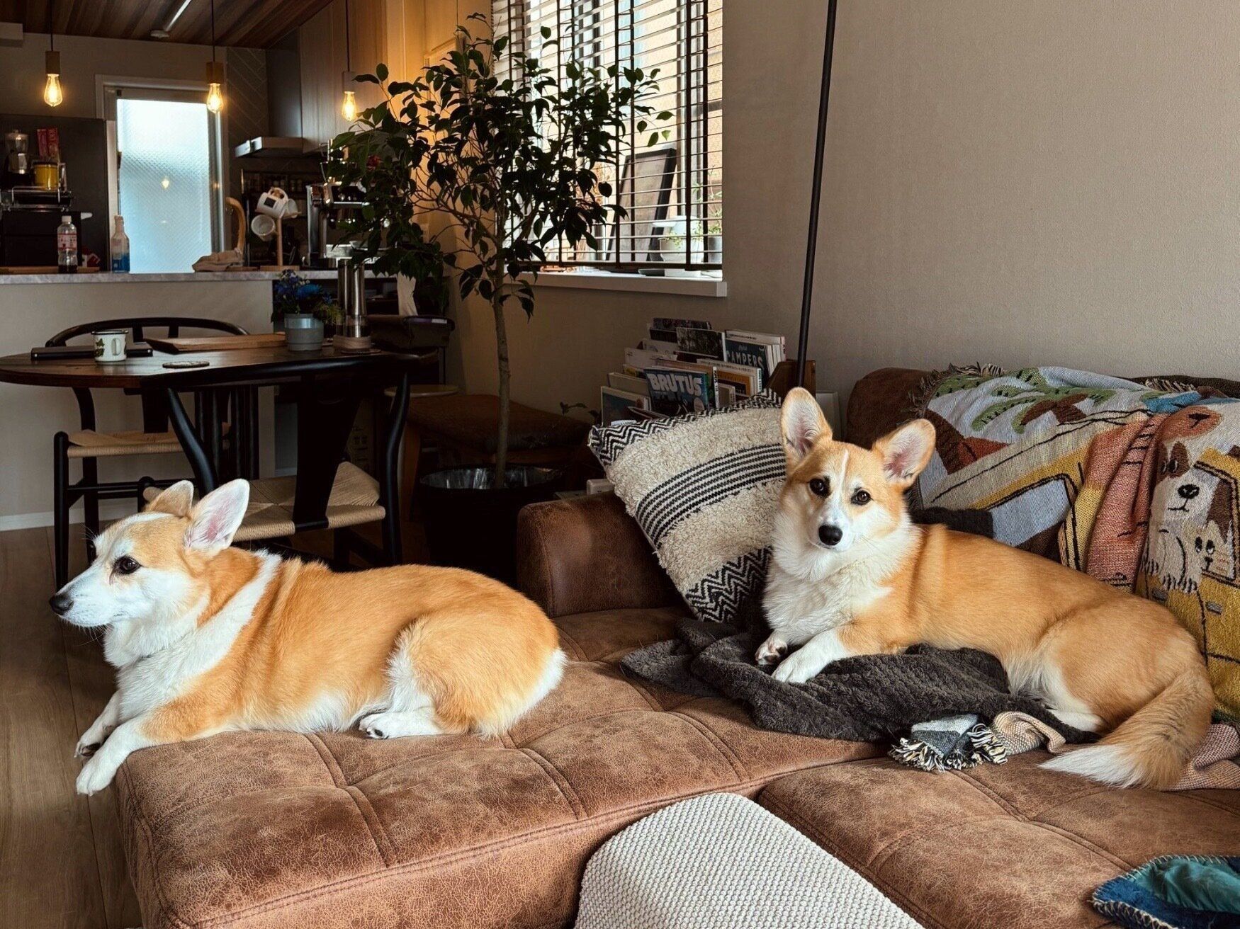 ソファでまったりするルルちゃん、キキちゃん