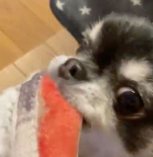 飼い主さんとおもちゃであそぶミニちゃん