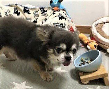 ゴハンを食べるチワワ