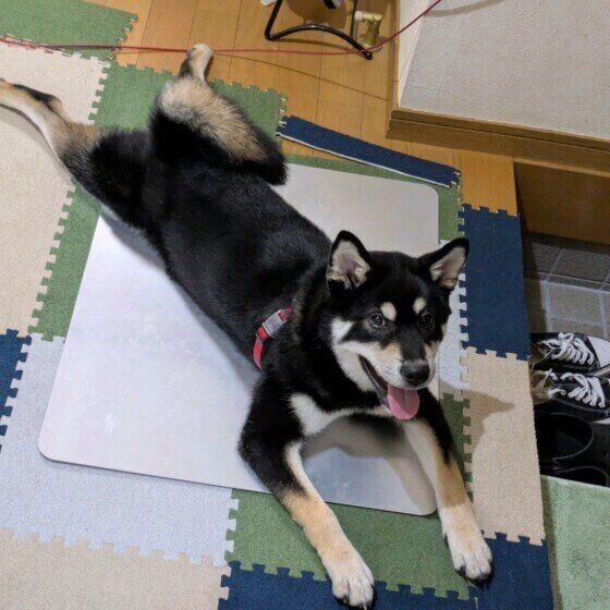 アルミのひんやりプレートでクールダウン中の柴犬 いぬのきもち