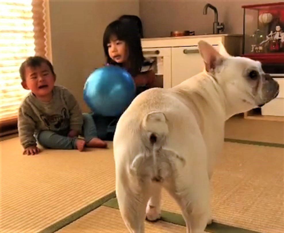 子供たちを見守るフレンチ・ブルドッグ