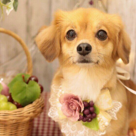 小型犬のはんなちゃん