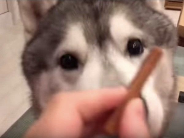 シベリアン・ハスキー