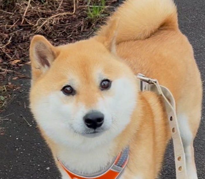 飼い主さんを見つめるふう太くん